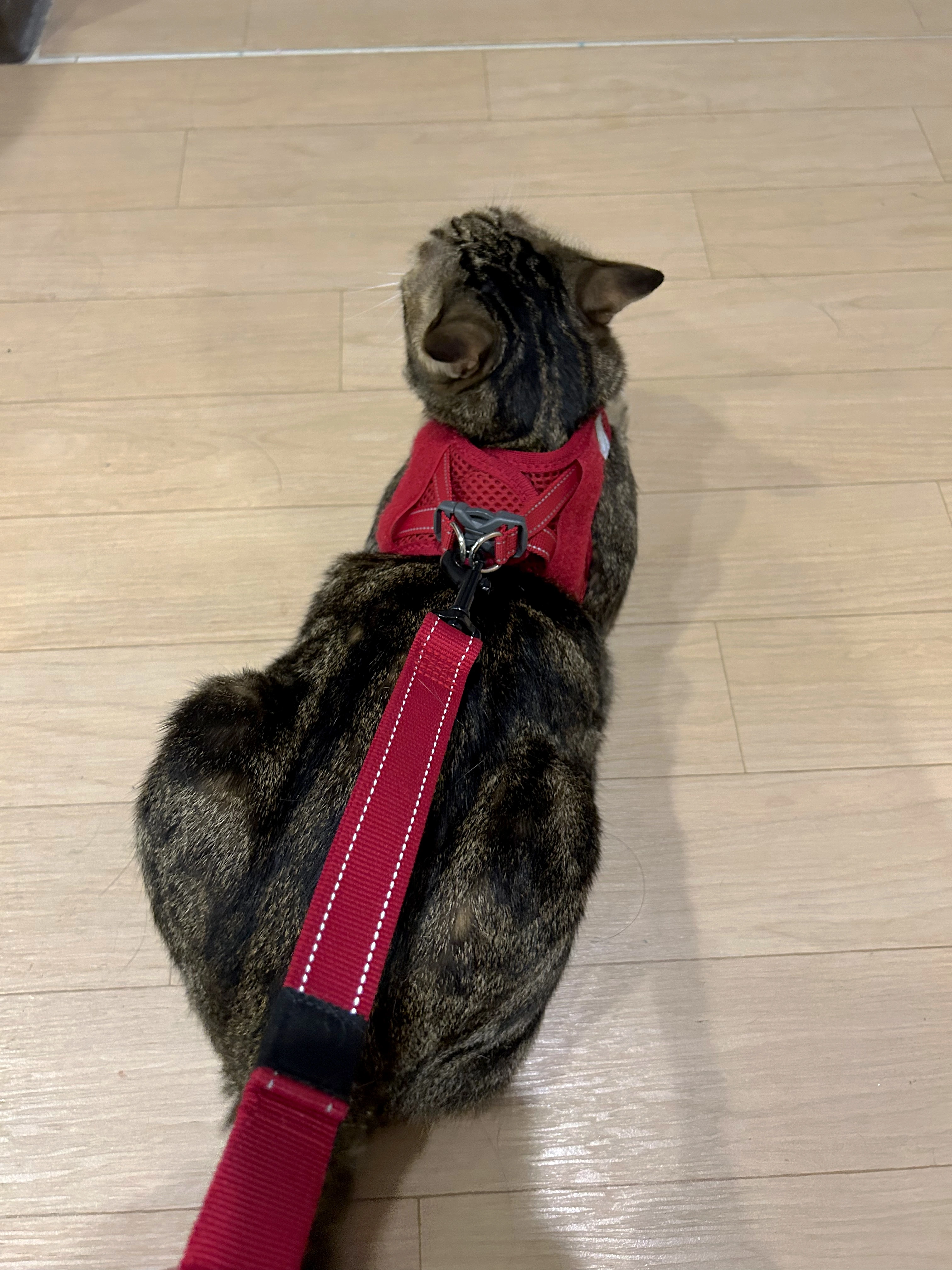 Pet collar & leash