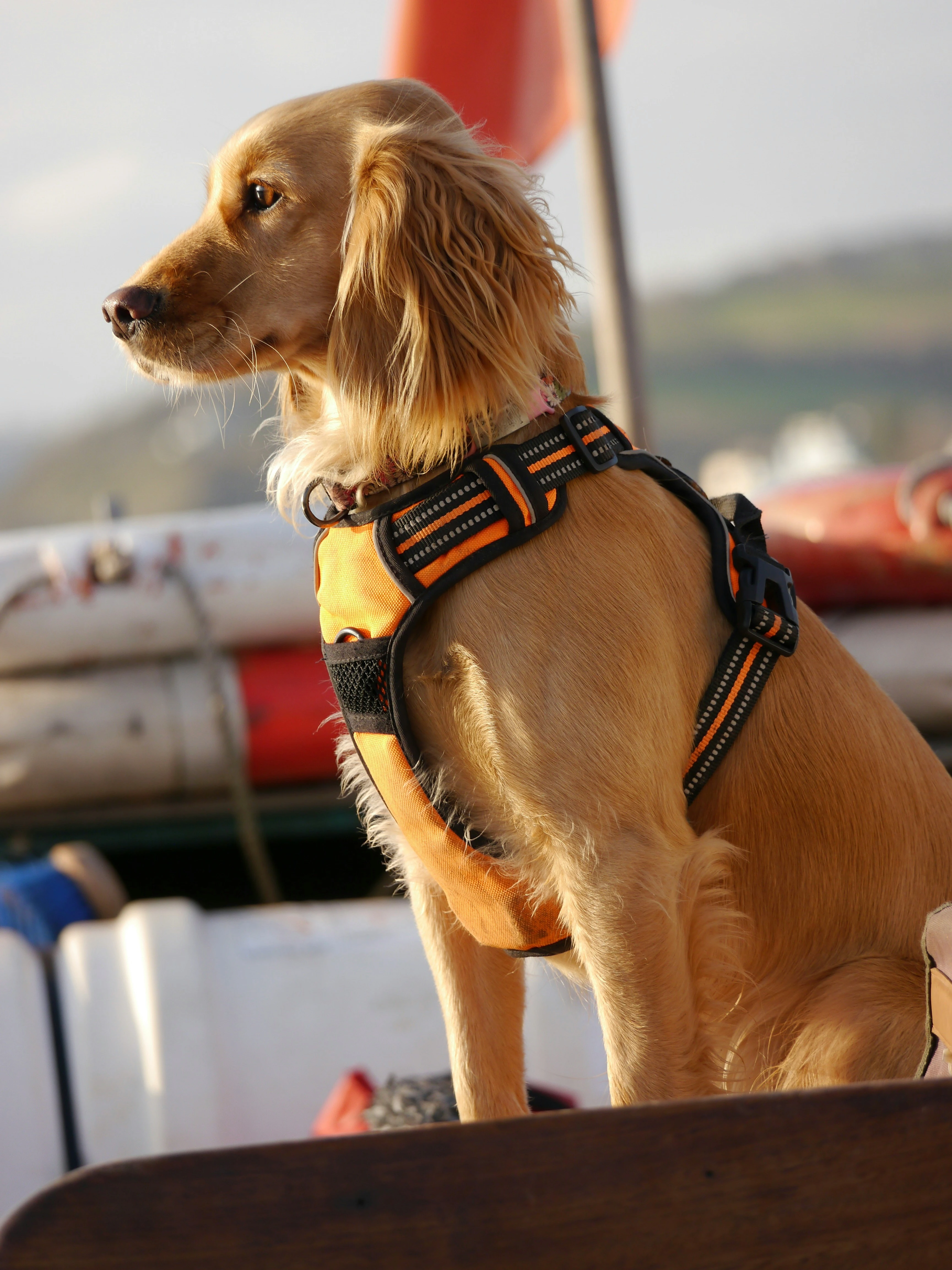 Pet collar & leash